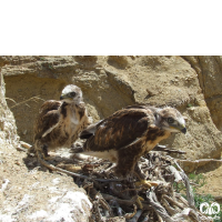 گونه سارگپه کوهی Upland Buzzard